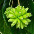 Camptotheca Acuminata 700 Seeds Happy Tree Tree Of Life Cancer Tree