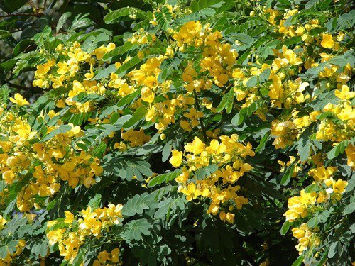 Cassia Glauca 500 Seeds Scramb Egg Shrub Tree Bush Senna Surattensis
