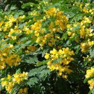 Cassia Glauca 500 Seeds Scramb Egg Shrub Tree Bush Senna Surattensis