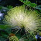 Albizia Lebbeck Tree 100 Seeds Very Fragrant Indian Siris Woman's Tongue