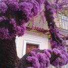 Cercis Canadensis Eastern Redbud Cold Hardy Flowering Tree 20 Seeds