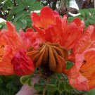 Spathodea Campanulata African Tulip Flowering Tree 1000 Seeds