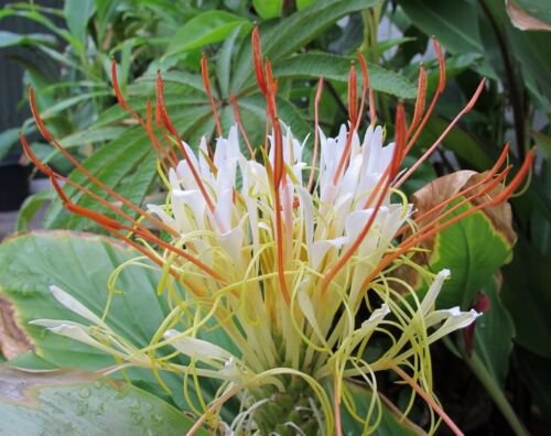 Hedychium Ellipticum 50 Seeds Shaving Brush Ginger Hardy Rock Butterfly Lily
