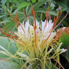Hedychium Ellipticum 50 Seeds Shaving Brush Ginger Hardy Rock Butterfly Lily