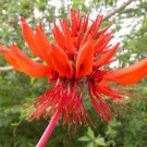 Erythrina Arborescens 100 Seeds Flowering CORAL Tropical Shrub or Tree