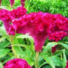 Celosia Cristata Pink 2000 Seeds Edible Heirloom Cockscomb Flowering