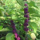 Callicarpa Dichotoma 400 Seeds Ornamental Purple Beauty Berry Shrub Bush