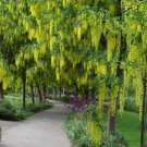 Cassia Fistula Tropical Golden Shower Tree 500 Seeds