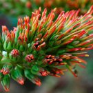 Acrocarpus Fraxinifolius Tree 500 Seeds Pink Cedar Erosion Control Fodder