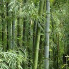 Bambusa bambos 100 Seeds Giant Indian Thorny Bamboo Bambusa arundinacea