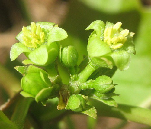 Jatropha Curcas Tree Bio Diesel Fuel Source Physic Nut 50 Seeds Cash Crop