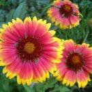 Gaillardia Aristata 30 Seeds Great Blanketflower Wildflower Perennial Herb