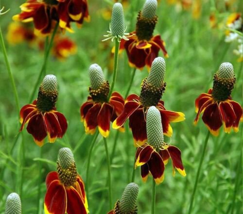Ratibida Columnifera 200 Seeds Mexican Hat Perennial Prairie Coneflower