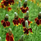 Ratibida Columnifera 200 Seeds Mexican Hat Perennial Prairie Coneflower