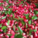 Carissa Carandas 15 Seeds Edible Fruit Karonda Climbing Shrub Tree