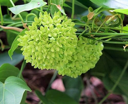 Dregea Volubilis Vine Shrub 10 Seeds Edible Herb Green Wax Flower