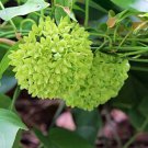 Dregea Volubilis Vine Shrub 10 Seeds Edible Herb Green Wax Flower