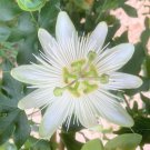 Passiflora Subpeltata Vine 10 Seeds White Passion Flower Fruit Granadina