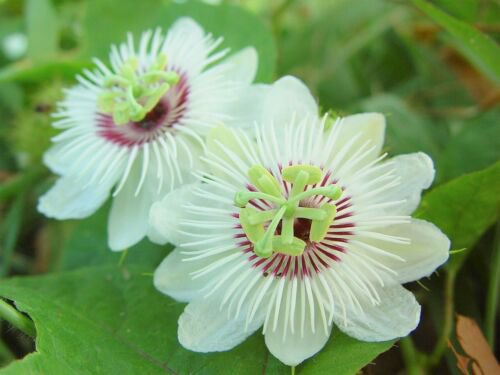 Passiflora Foetida Vine 10 Seeds Edible Stinking Love In A Mist Passion Fruit