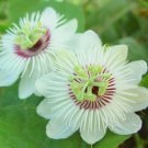 Passiflora Foetida Vine 10 Seeds Edible Stinking Love In A Mist Passion Fruit