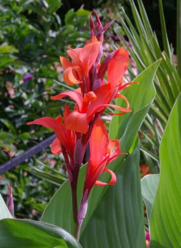 Canna Indica 10 Seeds Red Indian shot Garden Edible Arrowroot Fodder
