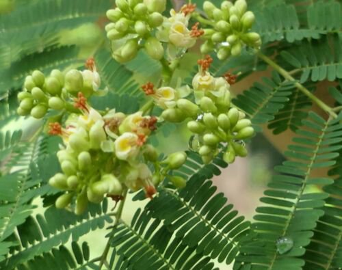 Libidibia Coriaria 15 Seeds Caesalpinia Divi Divi Small Tree Bonsai Shrub
