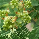 Libidibia Coriaria 15 Seeds Caesalpinia Divi Divi Small Tree Bonsai Shrub