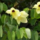 Bauhinia Tomentosa 15 Seeds Yellow Bell Small Orchid Tree Shrub St. Thomas