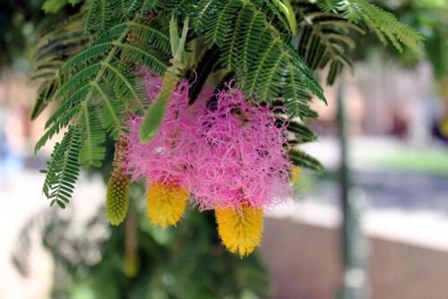 Dichrostachys Cinerea 10 Seeds Chinese Lantern Shrub Sickle Bush Garden Flower