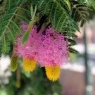 Dichrostachys Cinerea 10 Seeds Chinese Lantern Shrub Sickle Bush Garden Flower