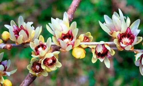 Chimonanthus Praecox Shrub 50 Seeds Fragrant Wintersweet Hardy Allspice Bush