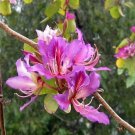 Bauhinia Purpurea PinkPurple Orchid Flowering Tree Camel's Foot 100 Seeds