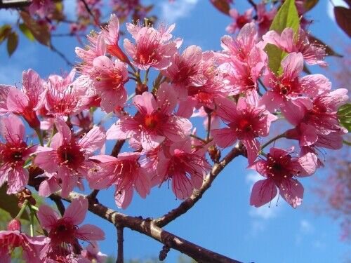 Prunus Cerasoides Puddum 50 Seeds Wild Himalayan Cherry Fruit Tree Bonsai