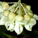 Mucuna Gigantea Rare Vine Seed Sea Bean Burny Bean Flowering Woody Climber
