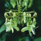 Mucuna Holtonii Sea Bean South Central American Chandelier Woody Vine Seed