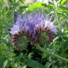 Phacelia Lacy Tanacetifolia 1g 500 Seeds Facelia Garden Wildflowers