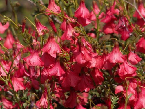 Hermannia Stricta 8 Seeds The South African Desert Rose Flowering Shrub Bush
