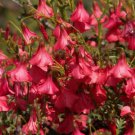 Hermannia Stricta 8 Seeds The South African Desert Rose Flowering Shrub Bush