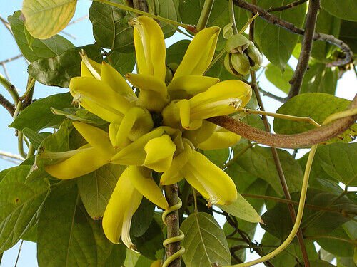 MUCUNA SLOANEI SEED RARE GOLD JADE VINE SOUTH AMERICAN Hamburger Sea Bean
