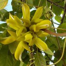 MUCUNA SLOANEI SEED RARE GOLD JADE VINE SOUTH AMERICAN Hamburger Sea Bean