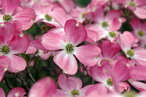 Cornus Florida Rubra Tree 10 Seeds Pink Flowering Cold Hardy Native Dogwood