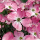 Cornus Florida Rubra Tree 10 Seeds Pink Flowering Cold Hardy Native Dogwood