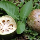 Aegle Marmelos 8 Seeds Indian Bael Fruit Golden Apple Shrub Tree Bengal Quince