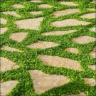 Dichondra Repens 12g 2000 Seed Ground Cover Lawn Alternative Creeping Pony Foot