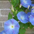 Ipomoea Tricolor Vine 30 Seeds Mexican Morning Glory Climber Ground Cover