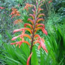 Chasmanthe Aethiopica 8 Seeds Lesser Cobra Lily African Garden Perennial Plant