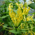 Gloriosa Lutea Glory Vine 10 Seeds Climbing Flame Yellow Lily Garden Beauty