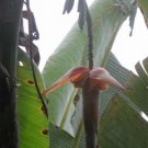 Musa Nagensium 5 Seeds Large Eastern Himalayan Ornamental Banana Fruit