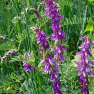 Vicia Villosa 1oz 500 Seeds Inoculated Hairy Vetch Nitrogen Fixing Cover Crop