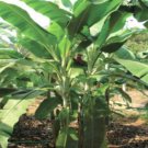 Musa Flaviflora 5 Seeds Wild Northeastern Indian Banana Fruit